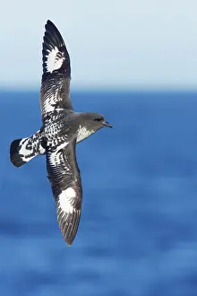 Daption: Cape Petrel - in flight over sea