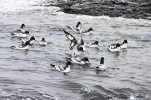 Shallows: Cape Petrel - flock feeding in shallows