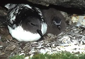 Petrel: CAPE PETREL / Pintado Petrel / Cape Pigeon - adult