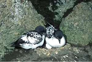 Deception: CAPE PETREL / Pintado Petrel / Cape Pigeon - pair nesting