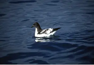 Pigeons: Cape Petrel / Pintado Petrel / Cape Pigeon - on water
