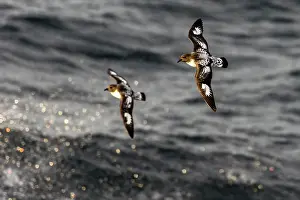 Pintado: Cape Petrel / Pintado Petrel in flight