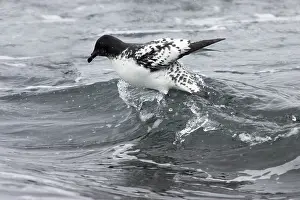 Daption: Cape Petrel - riding wave