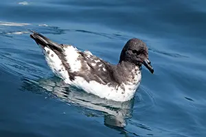 Petrels: Cape Petrel - on the water