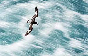 Renato Granieri: Cape Petrels / Cape Pigeons / Pintado in flight