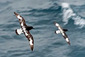 Renato Granieri: Cape Petrels / Cape Pigeons / Pintado in flight