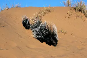 Porcupines: Cape Porcupine