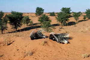 Porcupines: Cape Porcupine