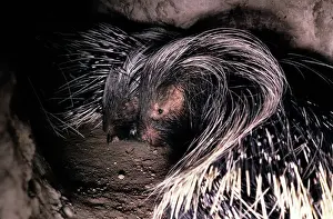 Porcupines: Cape Porcupine - in burrow