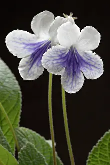 Streptocarpus: Cape primrose