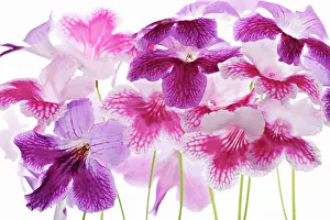 Streptocarpus: Cape primrose
