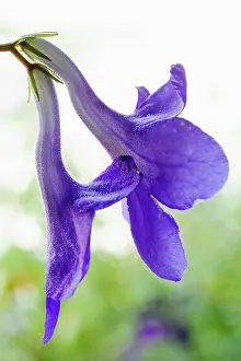 Trumpet: Cape primrose, Streptocarpus Blue bird close view of 2 of