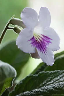 Primrose: Cape primrose, Streptocarpus Myfanwy, One white