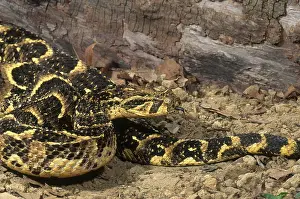 Puff: Cape Puff Adder