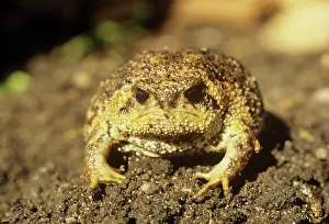 Breviceps: CAPE RAIN FROG