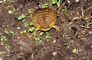Breviceps: Cape Rain Frog - inflated to avoid predator