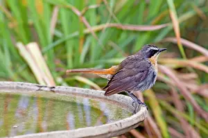 Baths: Cape Robin-Chat - at birdbath - southern Africa
