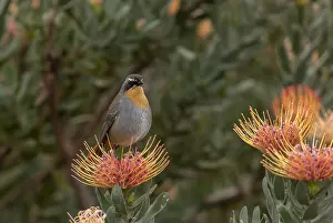 Pincushion: Cape robin-chat, Cossypha caffra, on pincushion, Cape Town