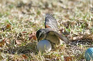 Encroachment: Cape Sparrow - female attempting to incubate a