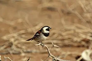 Melanurus: Cape sparrow - male sitting on twig