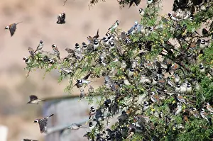 Prior: Cape Sparrows - Congregating on tree branches prior