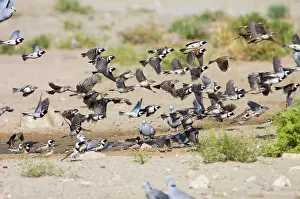Unison: Cape Sparrows - Flock flying up in unison from waterhole