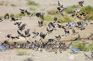 Unison: Cape Sparrows - Flock flying up in unison from waterhole