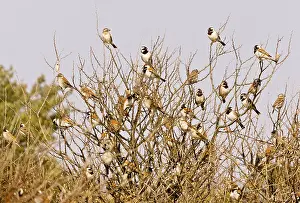 Melanurus: Cape Sparrows - flock perched in thorn bush