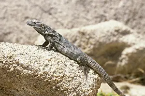 Spinytail: Cape Spiny-tailed Iguana