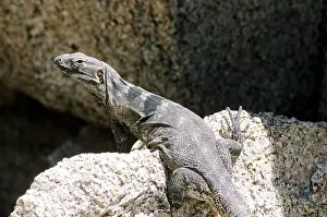 Ctenosaura: Cape Spiny-tailed Iguana