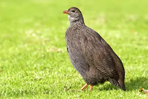 Francolins: Cape Spurfowl / Francolin