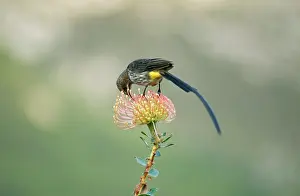 Cafer: Cape SUGARBIRD - feeding on Protea flower