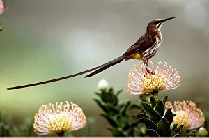 Twala Trust Asbl: CAPE SUGARBIRD - On flower