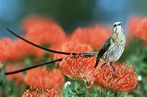 Sugarbird: CAPE SUGARBIRD - ON FLOWER