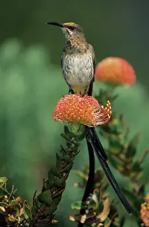 Sunbirds: Cape Sugarbird - Male on Pincushion Flower (Laucospermum