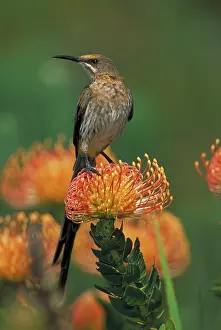 Cafer: Cape Sugarbird - Male on Pincushion (Laucospermum spp.)