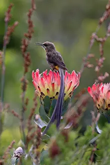 Sound: Cape sugarbird (Promerops cafer), adult, male, calling