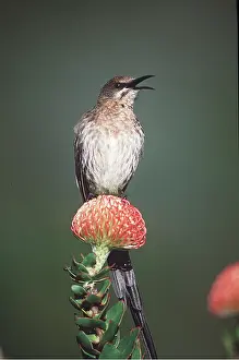 Sugarbird: CAPE SUGARBIRD - on a protea flower