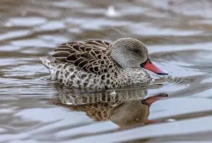 Capensis: Cape teal, Anas capensis, swimming on lake, in e