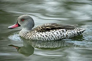 Slimbridge: Cape Teal - reflected in the water Slimbridge Wildfowl
