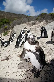 Wright: Cape Town, South Africa. A large colony