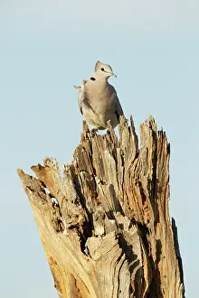 Streptopelia: Cape Turtle Dove