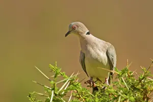Streptopelia: Cape Turtle Dove