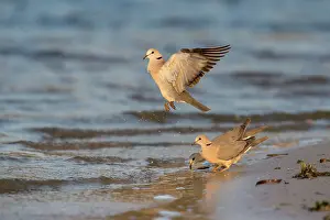 Streptopelia: Cape Turtle Dove