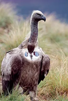 Coprotheres: Cape Vulture
