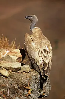 Coprotheres: Cape Vulture
