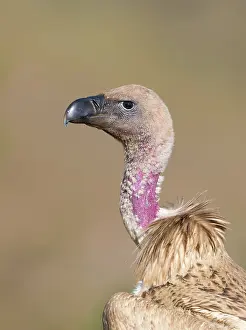 Giants: Cape Vulture