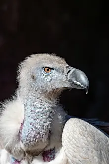 Scavenger: CAPE VULTURE
