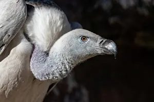 Scavenger: CAPE VULTURE