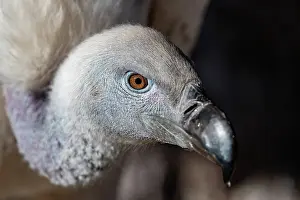 Scavenger: CAPE VULTURE